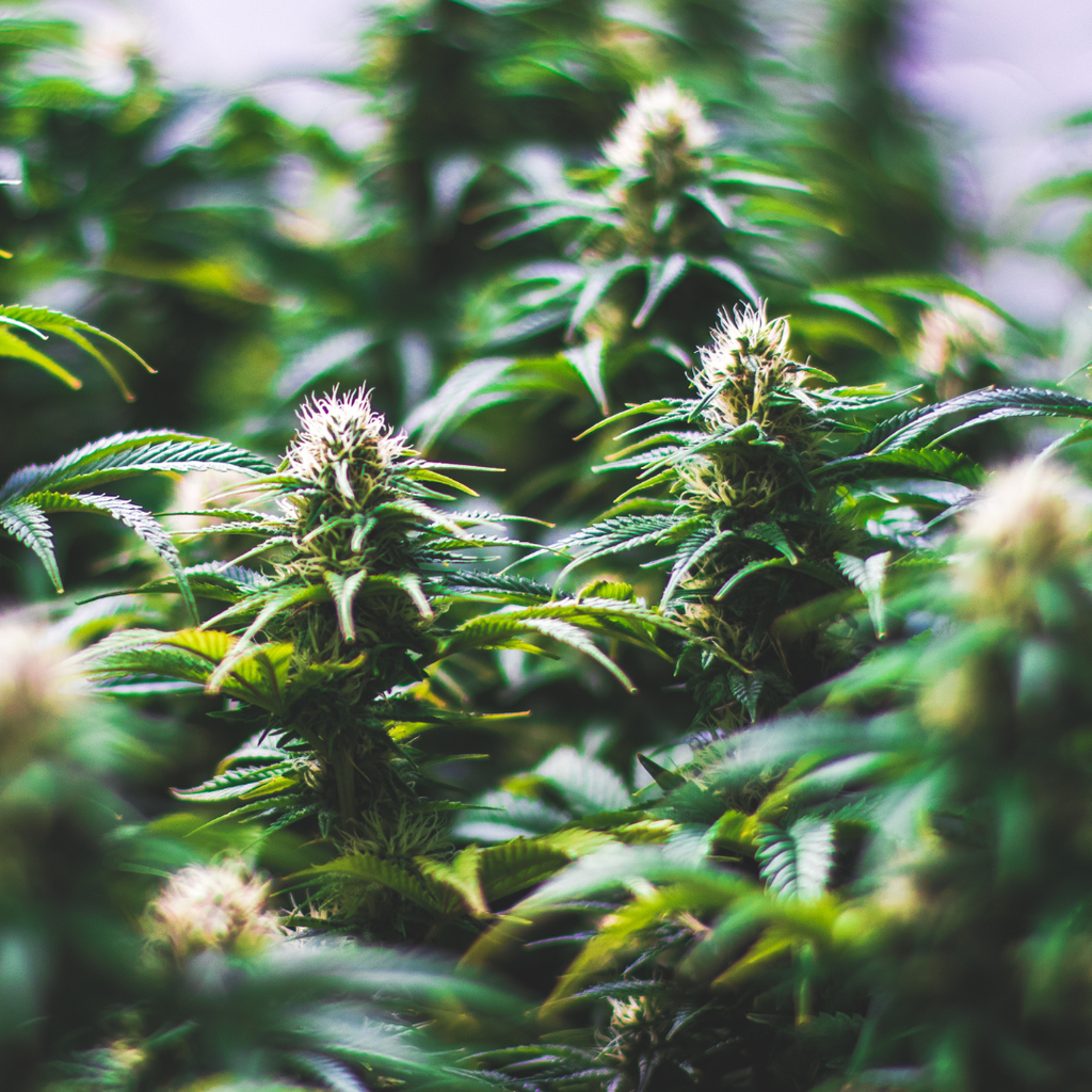 Hennepplant toppen Cannabis Sativa