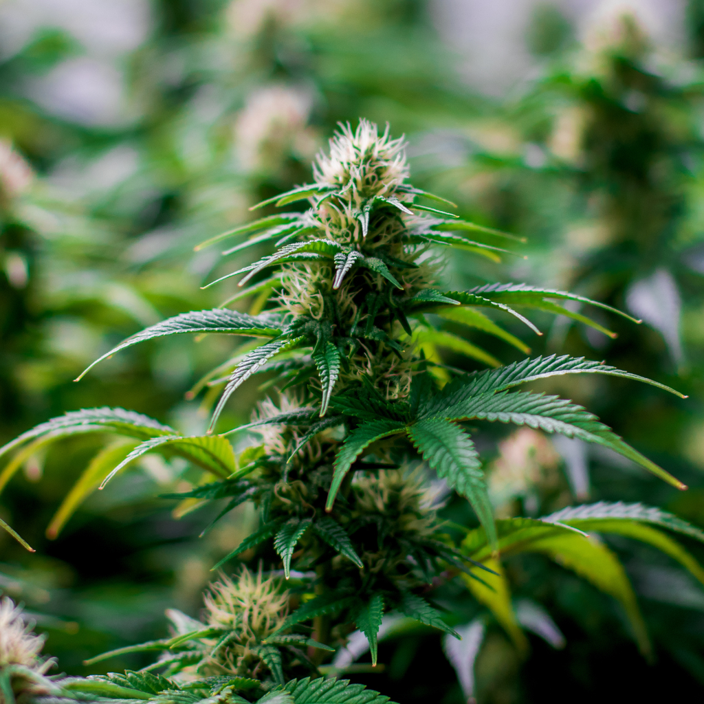 Cannabis Sativia bloeiende top voor CBD olie Green Vitality