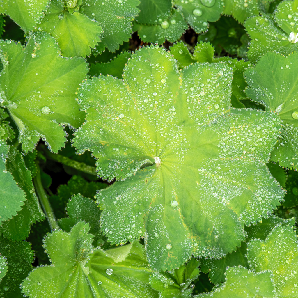 Vrouwenmantel plant